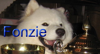 Nox-Poli Fonzie