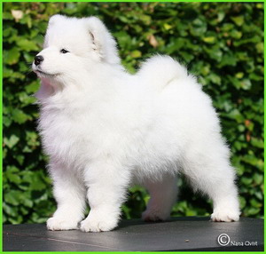 8 weeks