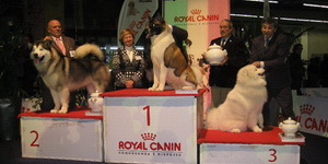 CACIB Arezzo 13.02.2011.
