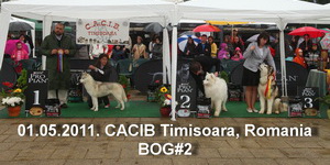 CACIB Timisoara 01.05.2011.