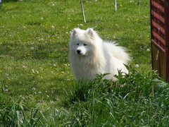 Puppy