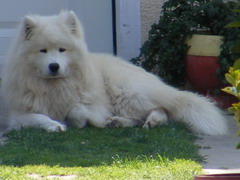 Puppy