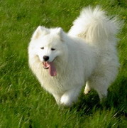 Puppy
