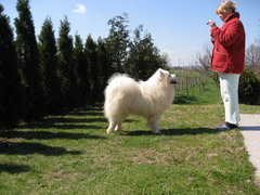 Puppy
