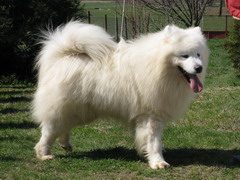 Puppy