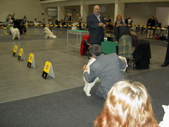 Poznan World Dog Show