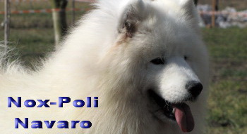 Nox-Poli Navaro